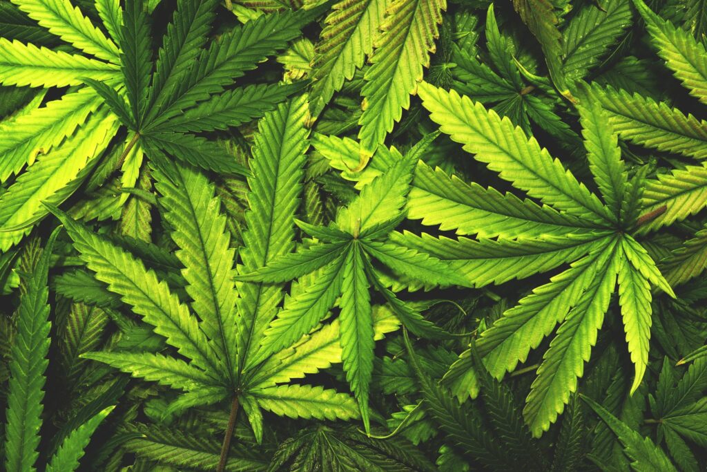cannabis-leaf-stock